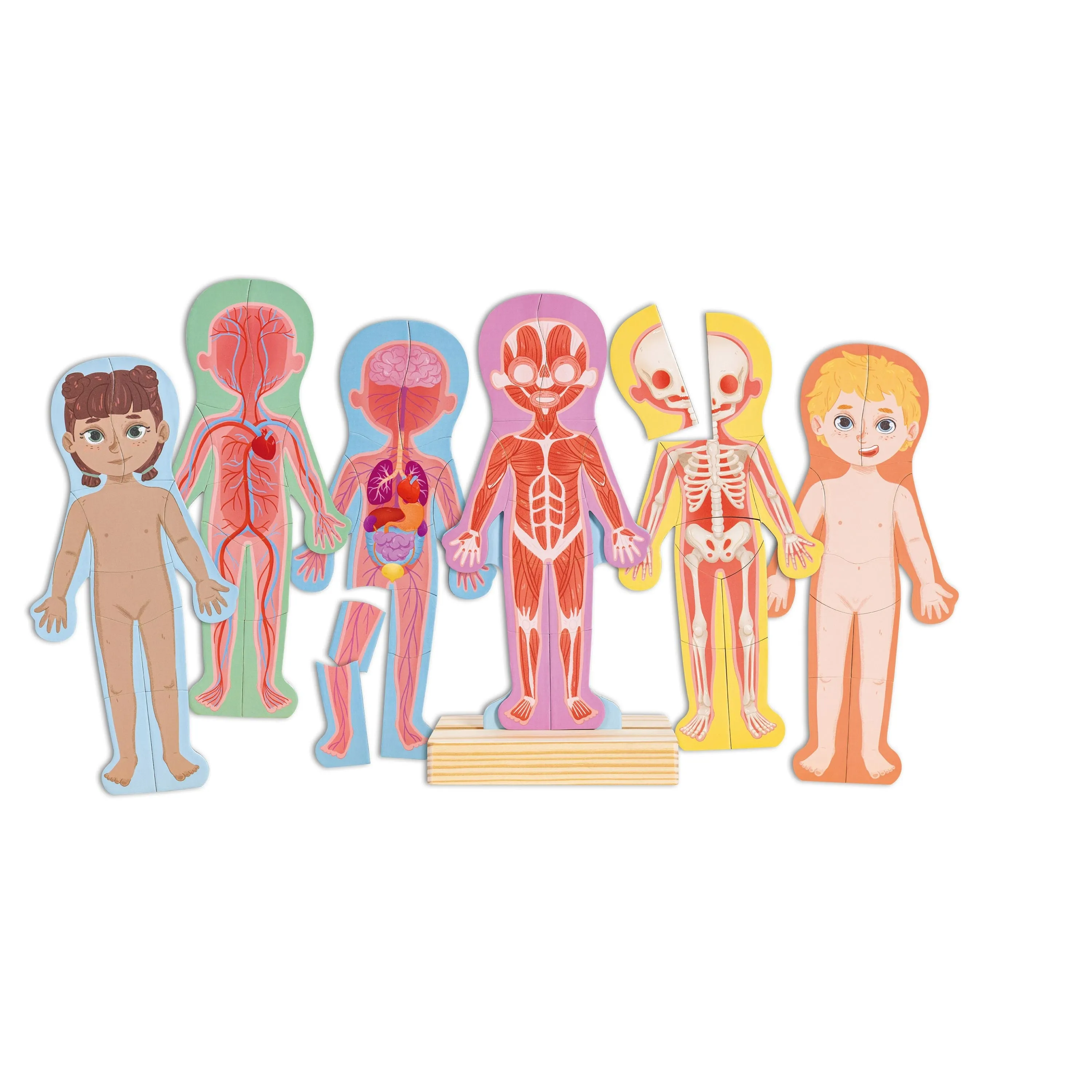 Hape MAGNETIC Human Body
