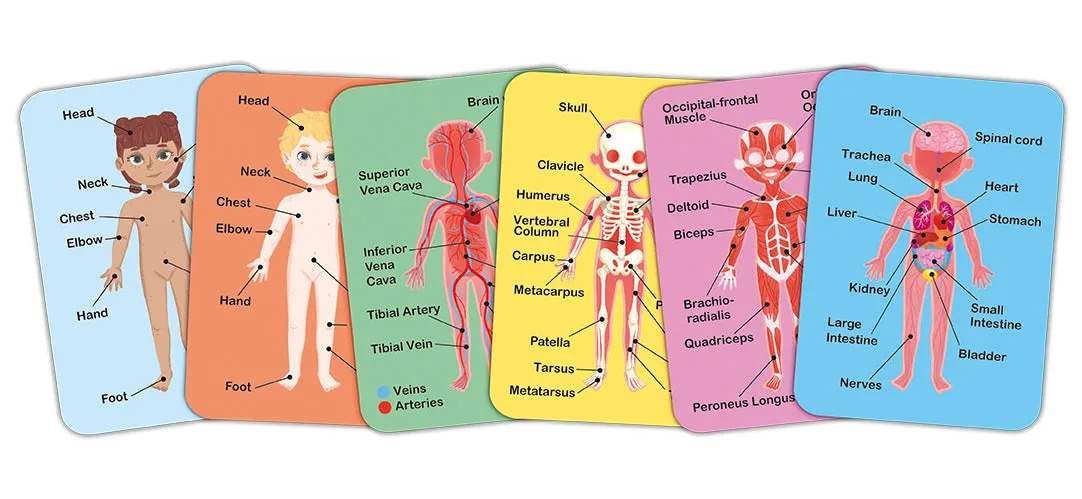 Hape MAGNETIC Human Body