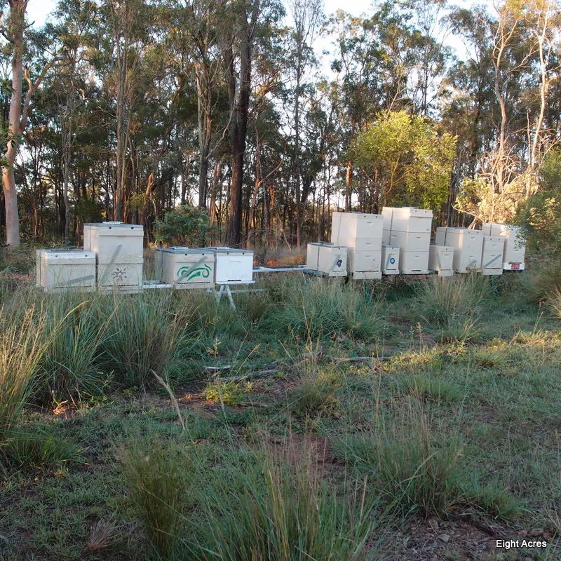 Pure Raw Australian Honey - buy in bulk to save