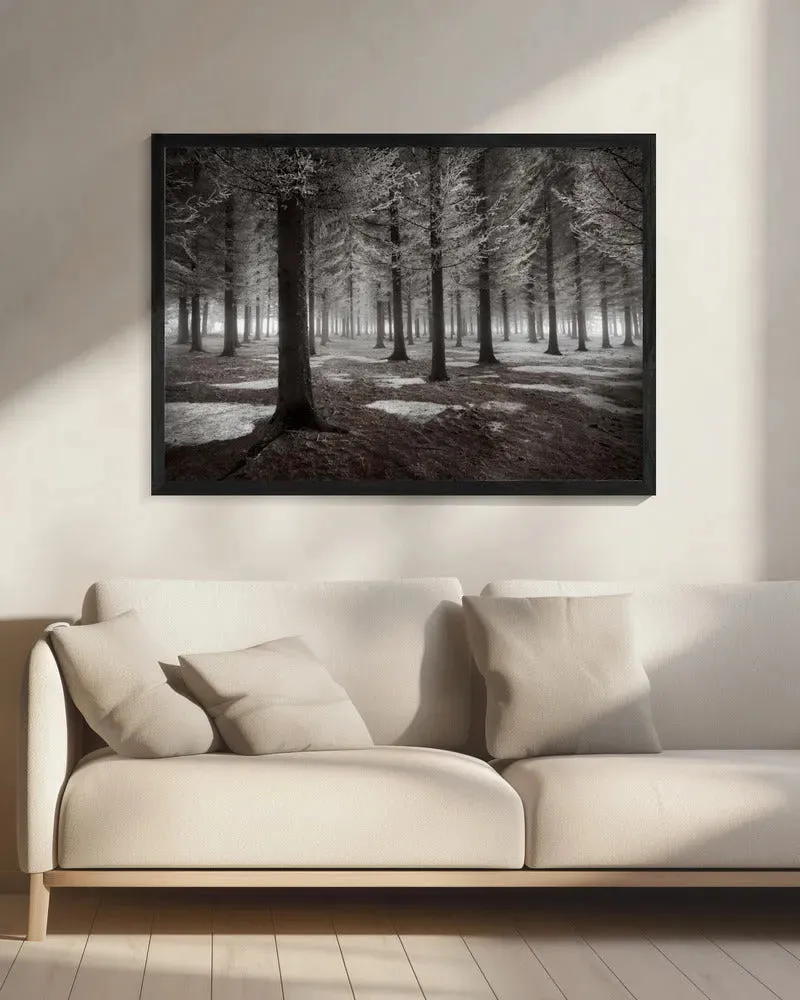 Winter Forest Landscape