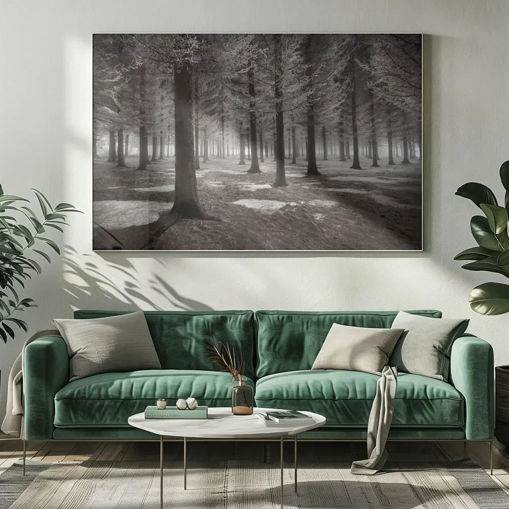 Winter Forest Landscape