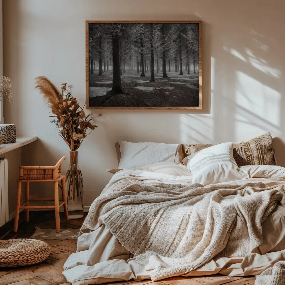 Winter Forest Landscape