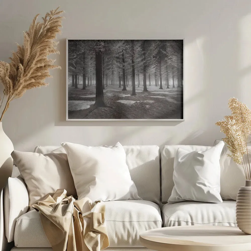 Winter Forest Landscape