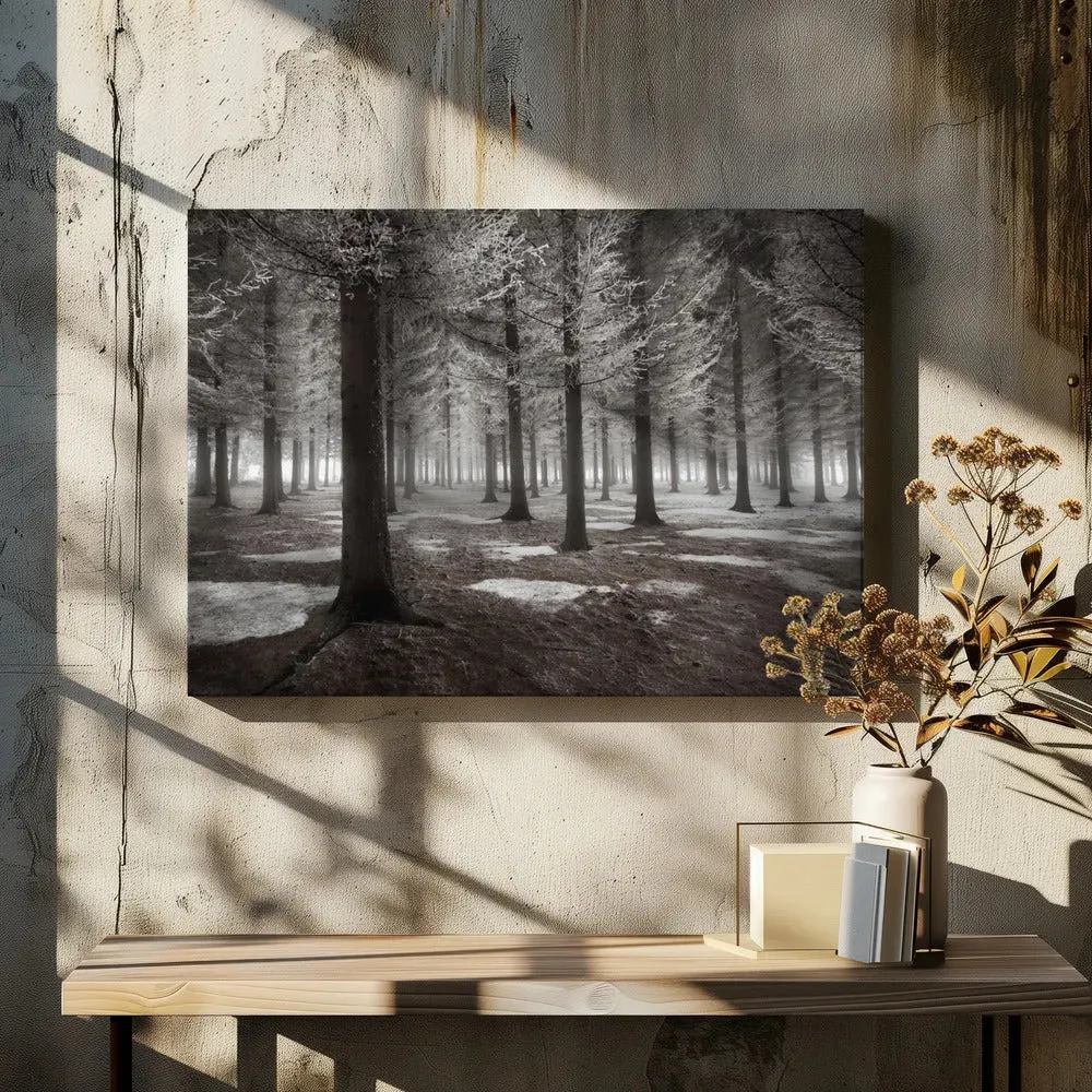 Winter Forest Landscape