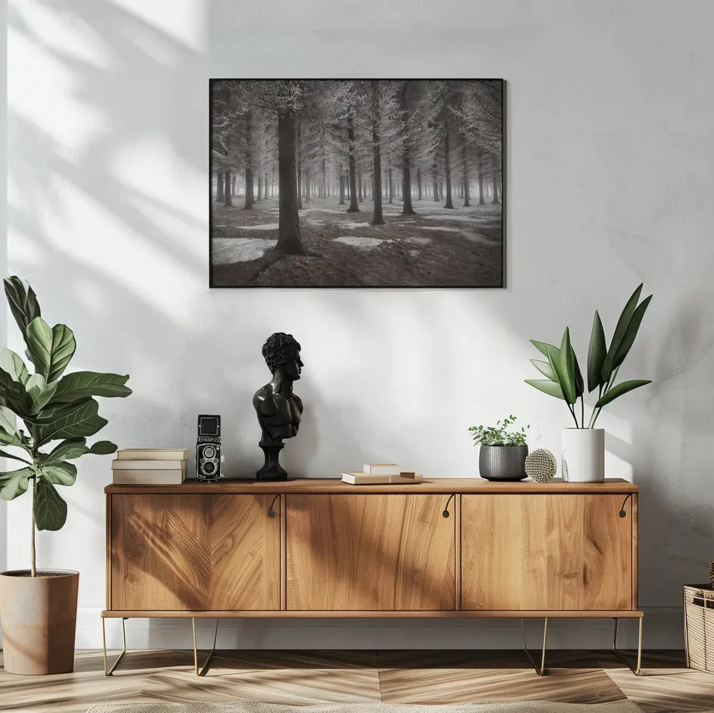 Winter Forest Landscape