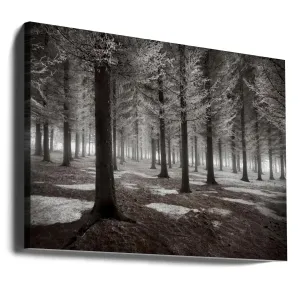 Winter Forest Landscape