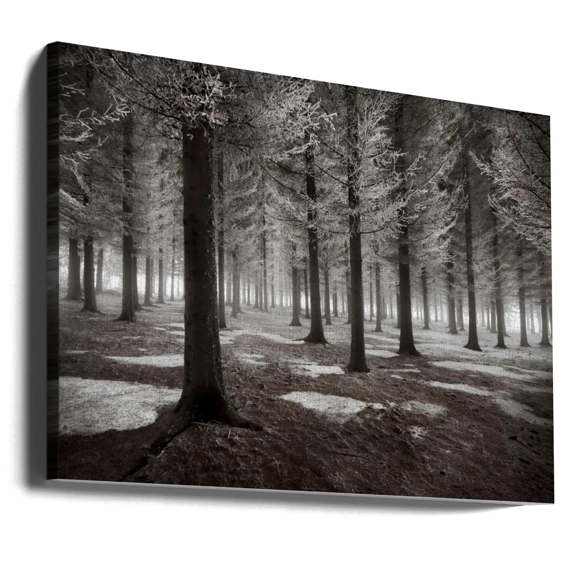 Winter Forest Landscape