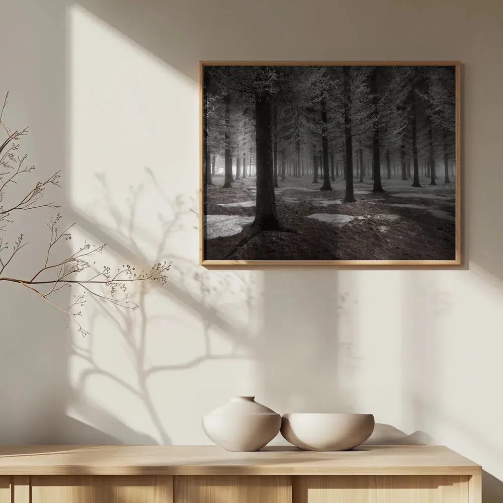 Winter Forest Landscape